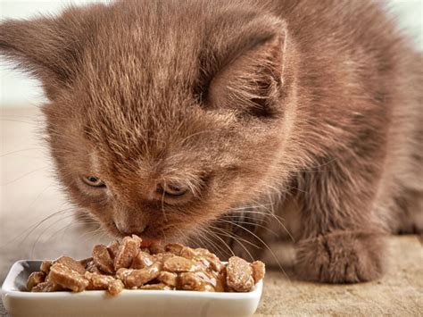 Can Kittens Eat Adult Food? A Detailed Exploration of the Topic