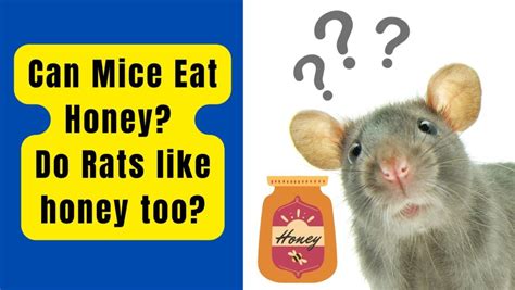 do rats like honey and do they prefer sweet treats over savory ones?