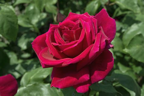 What is Hybrid Tea Rose: A Multifaceted Exploration