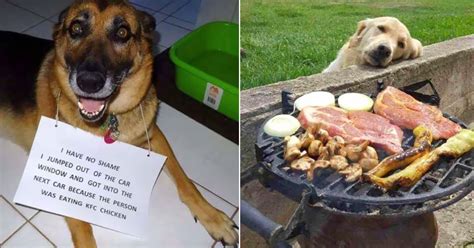 why do dogs beg for food so much? how it reflects the bond between humans and their pets